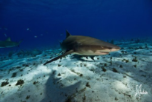 Lemon Sharks always seem to have a smile on their face an... by Steven Anderson 